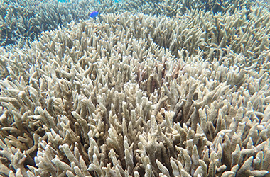 Branched Montipora Coral