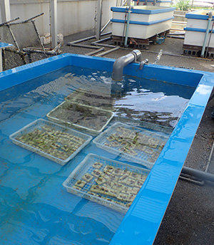 Nurturing coral seedlings