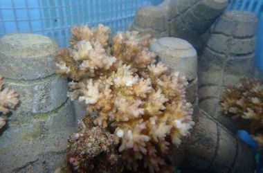 ハナヤサイサンゴ