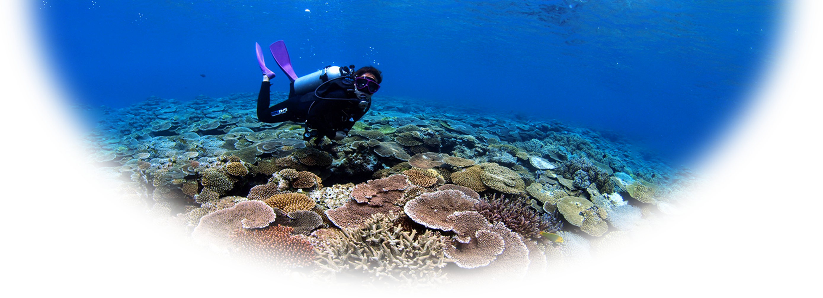 Farmed Coral Transplanting Project