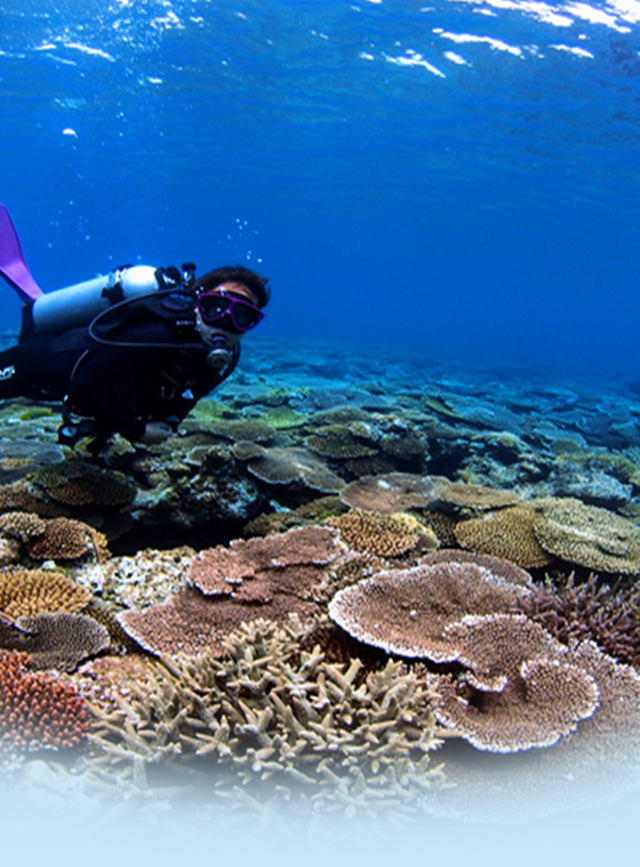 Farmed Coral Transplanting Project