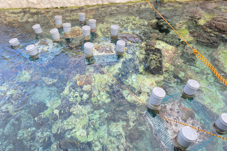 Nurturing coral seedlings