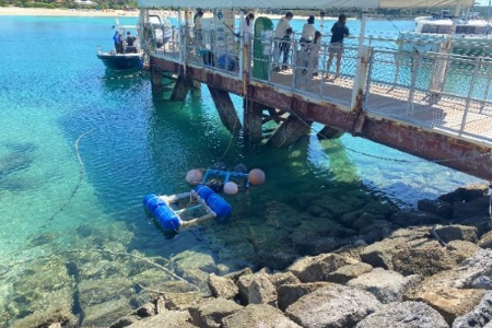 Nurturing coral seedlings