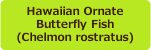 Hawaiian OrnateButterfly Fish(Chelmon rostratus)