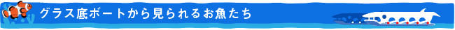 グラス底ボートから見ることができるお魚たち