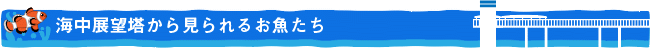 海中展望塔から見ることができるお魚たち